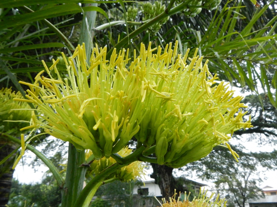 Agave parryi