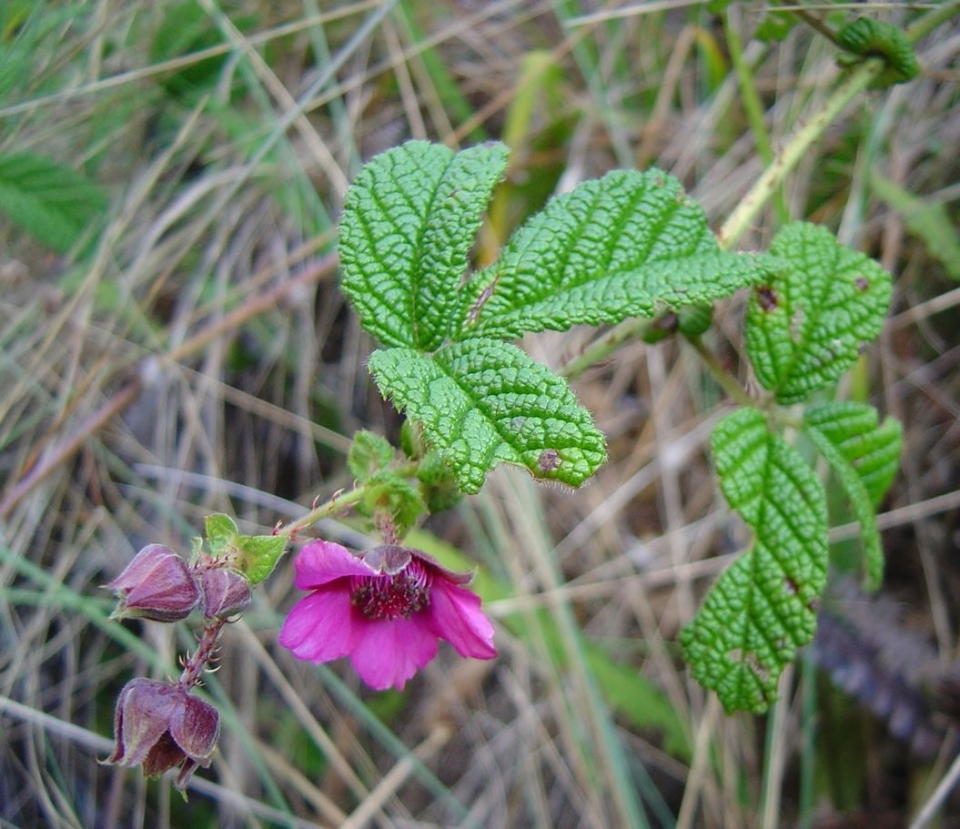 Rubus nubigenus