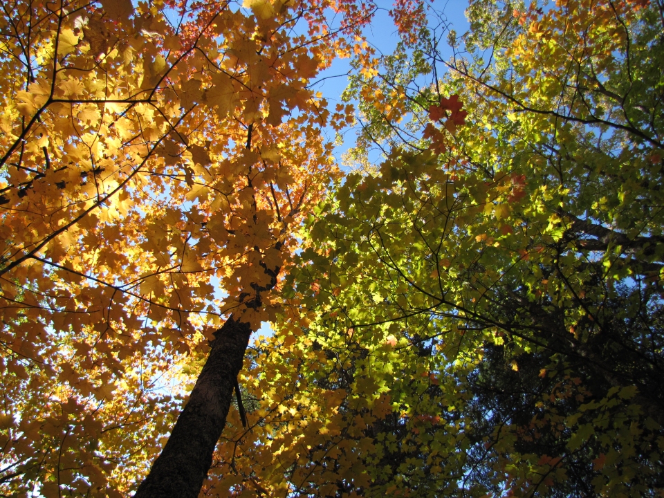 Acer saccharinum