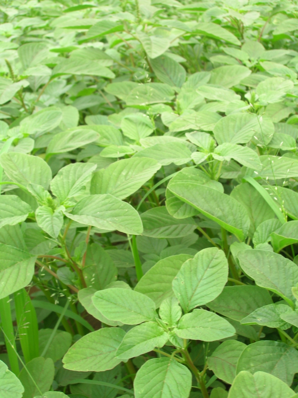 Amaranthus spinosus