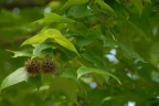 Liquidambar formosana