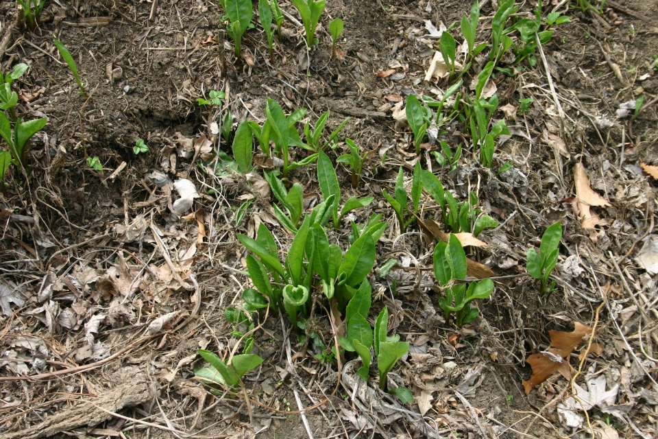 Aster tataricus