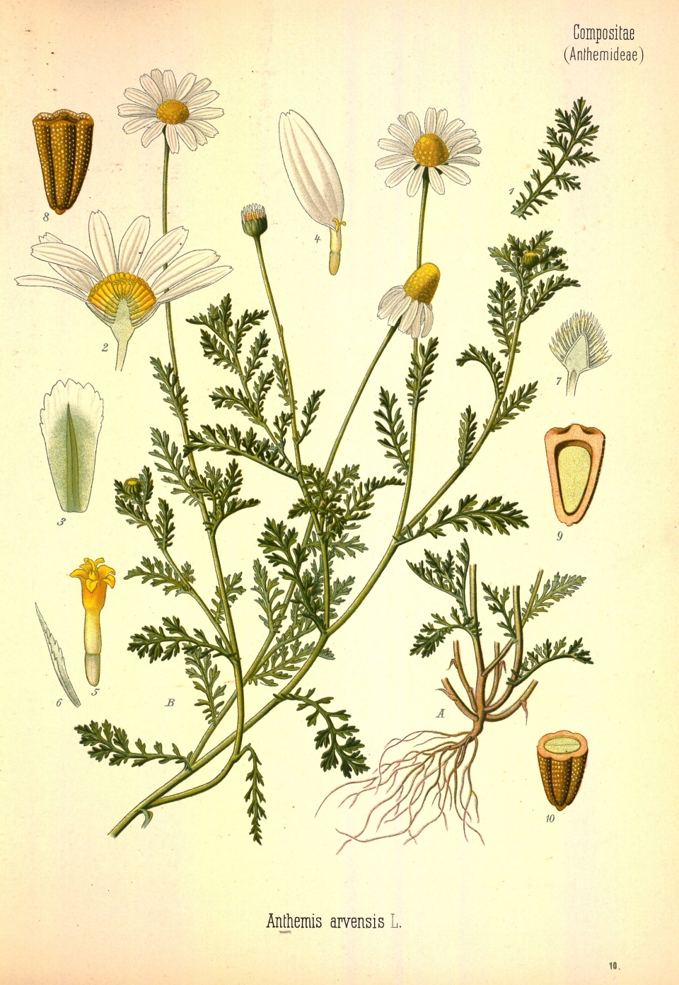 Anthemis arvensis