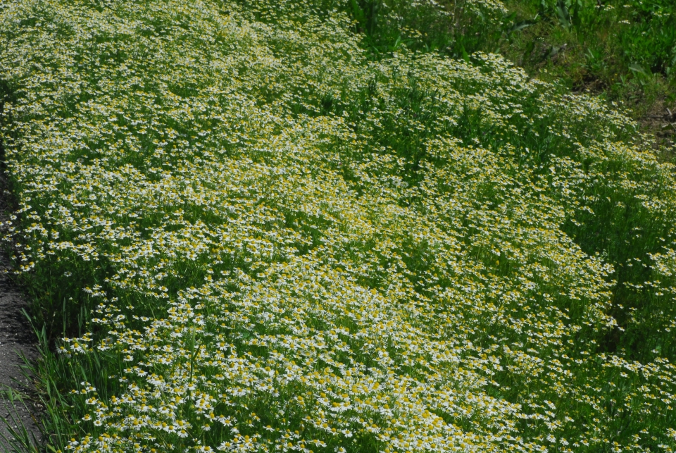 Matricaria chamomilla