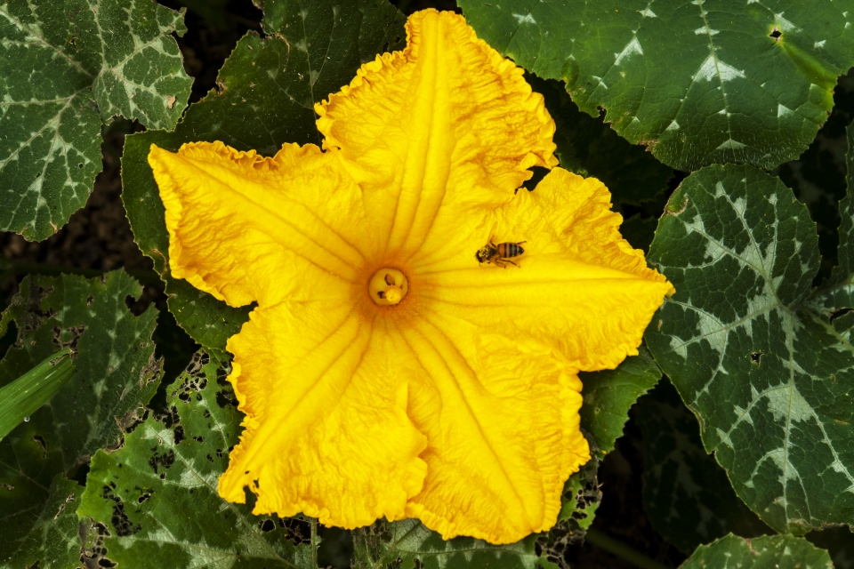 Cucurbita moschata