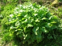 Arum maculatum