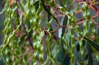Acacia pycnantha