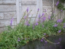 Campanula rapunculoides