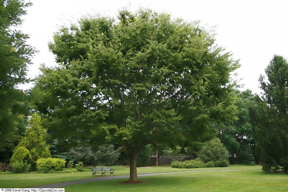 Zelkova serrata