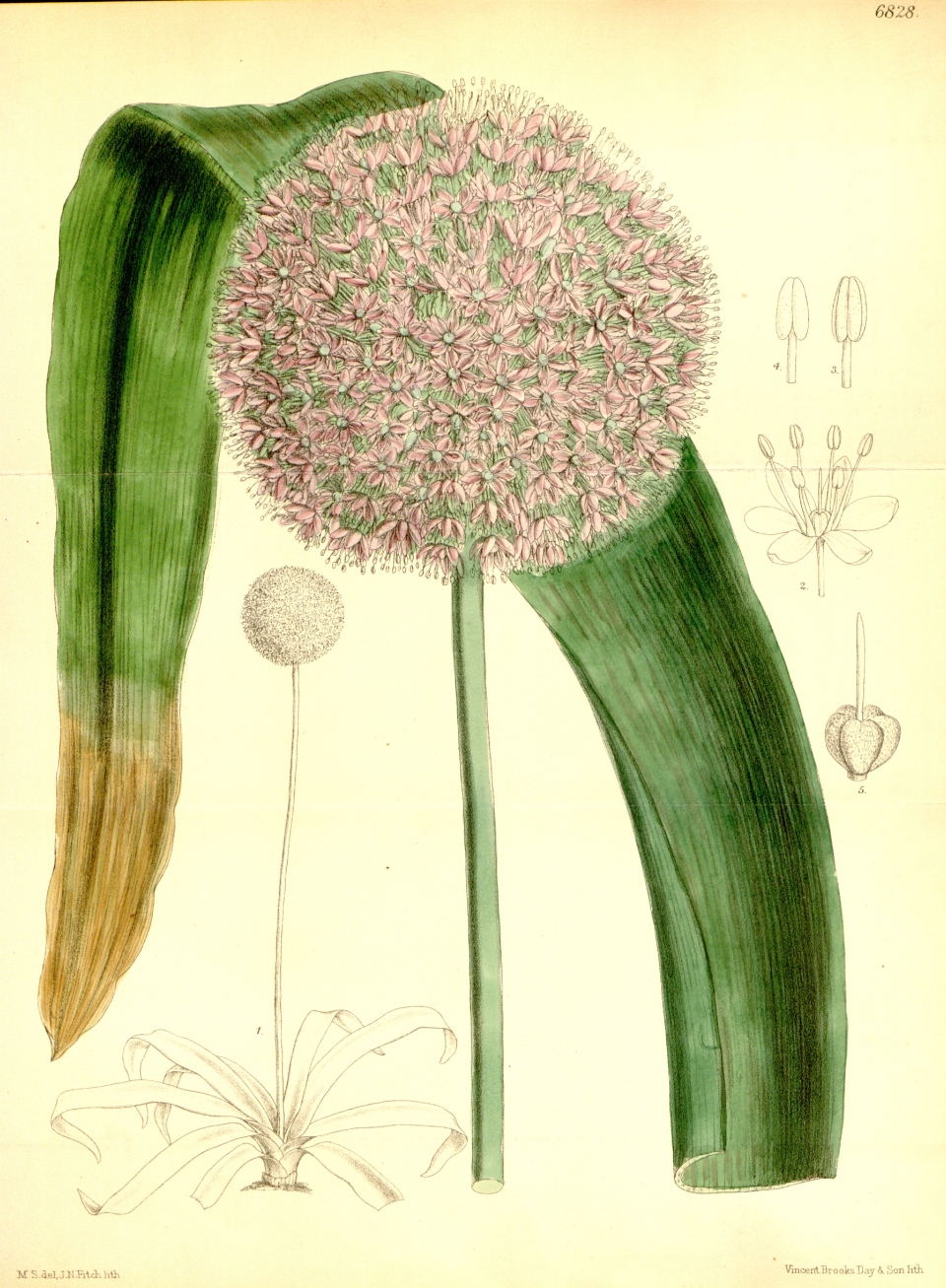 Allium giganteum