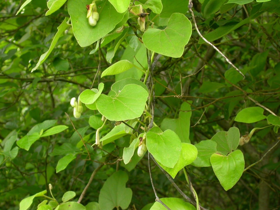 Aristolochia tomentosa