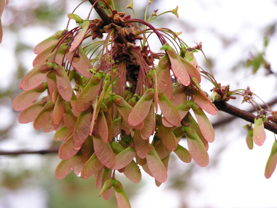 Acer rubrum