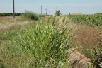 Sorghum halepense