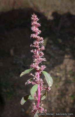 Amaranthus watsonii