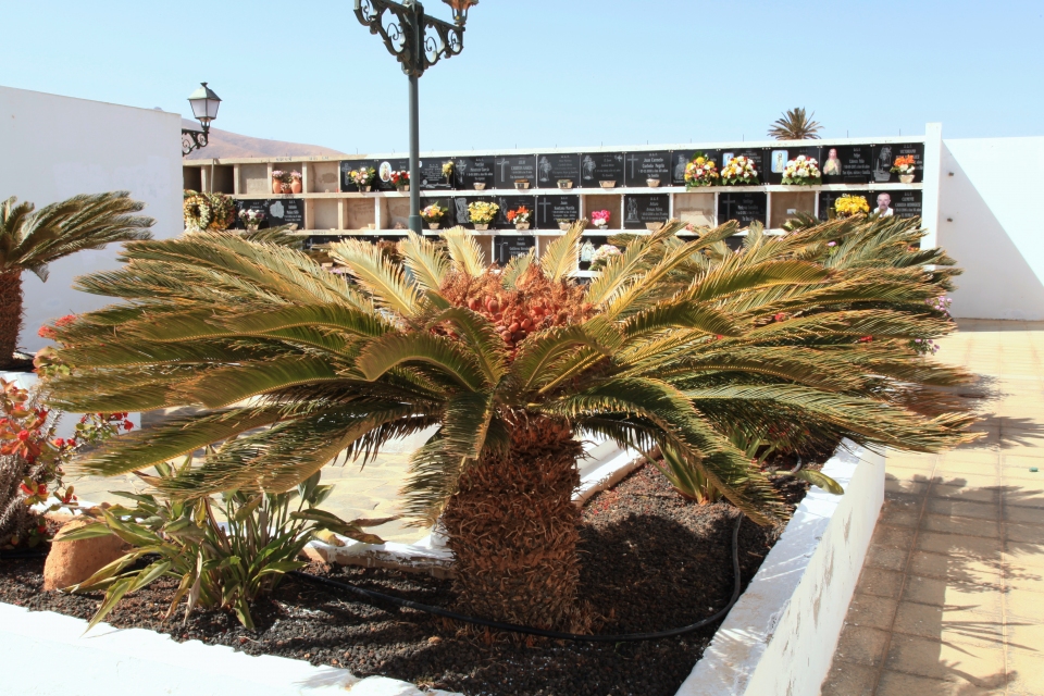 Cycas revoluta