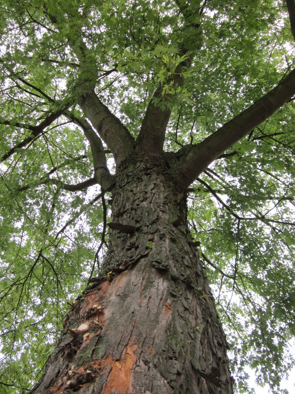 Acer saccharinum