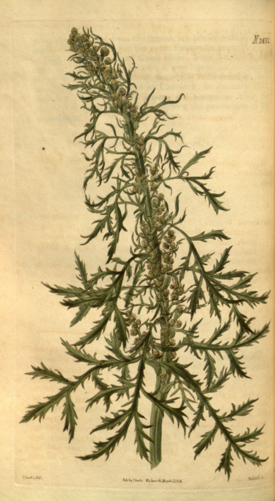 Artemisia biennis