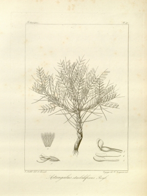 Astragalus strobiliferus