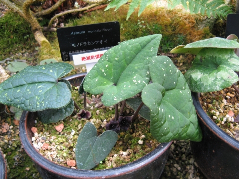 Asarum monodoriflorum