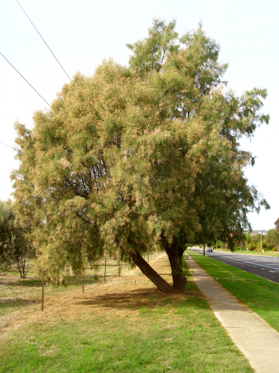 Tamarix aphylla