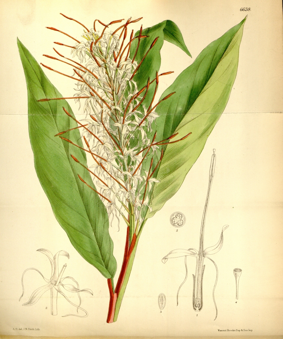 Hedychium gracile