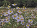 Aster kantoensis