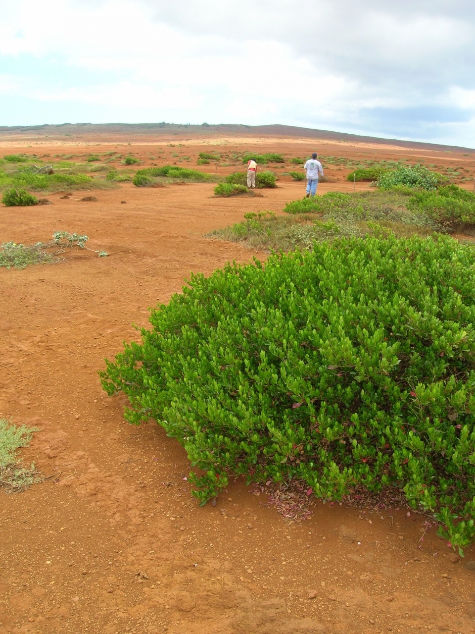 Dodonaea viscosa