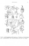 Aristolochia debilis