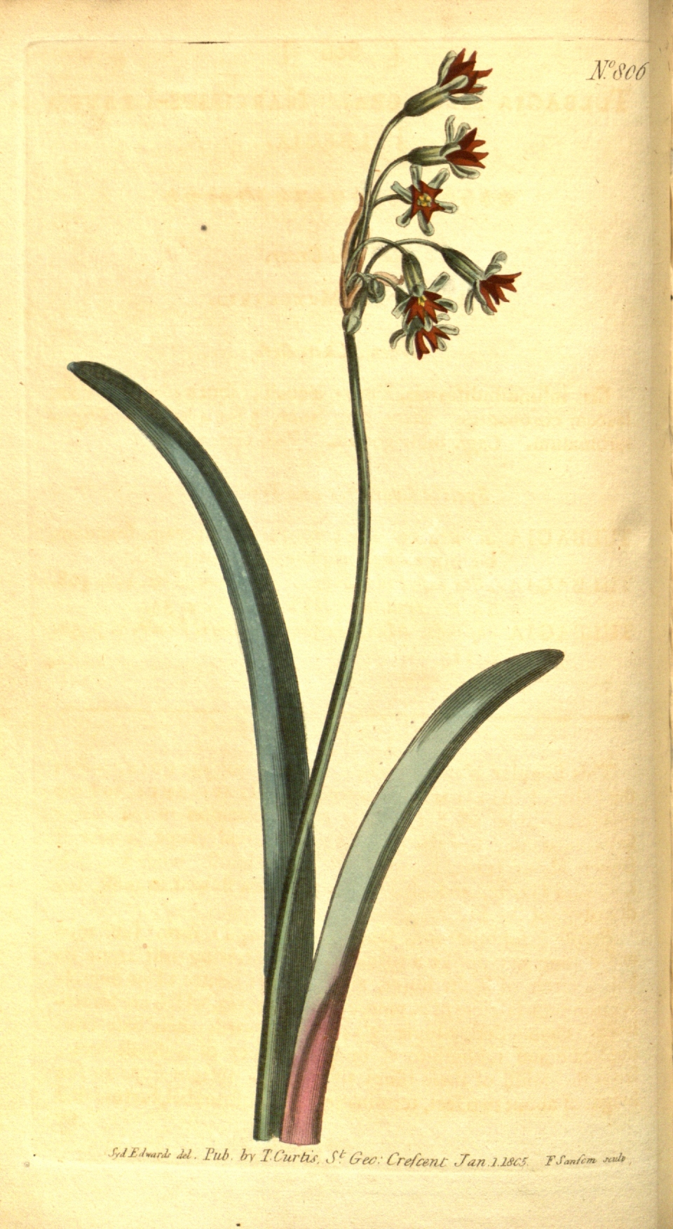 Tulbaghia alliacea