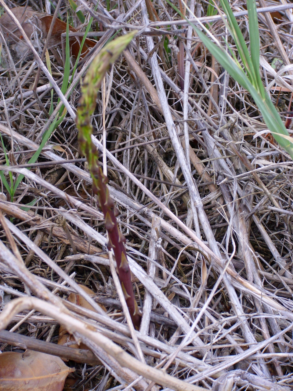 Asparagus acutifolius