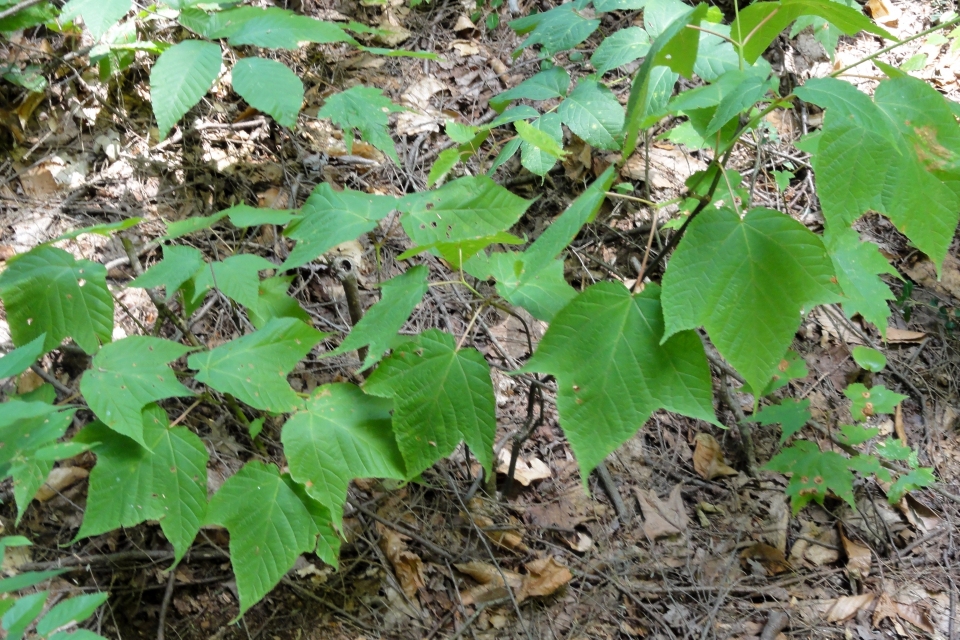 Acer pensylvanicum