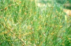 Ephedra americana