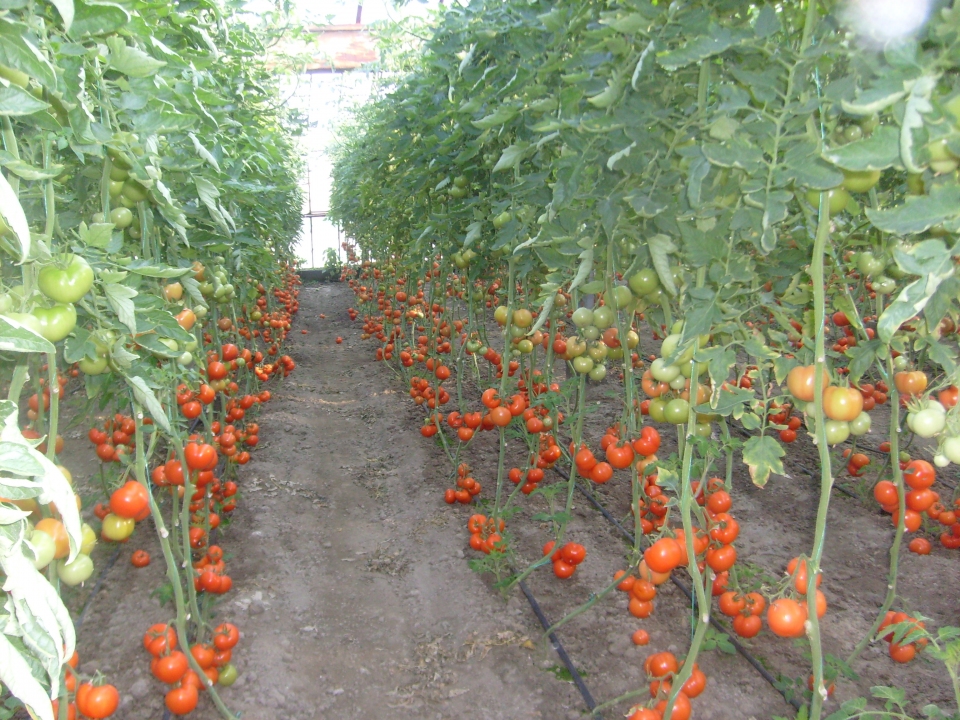 Solanum lycopersicum