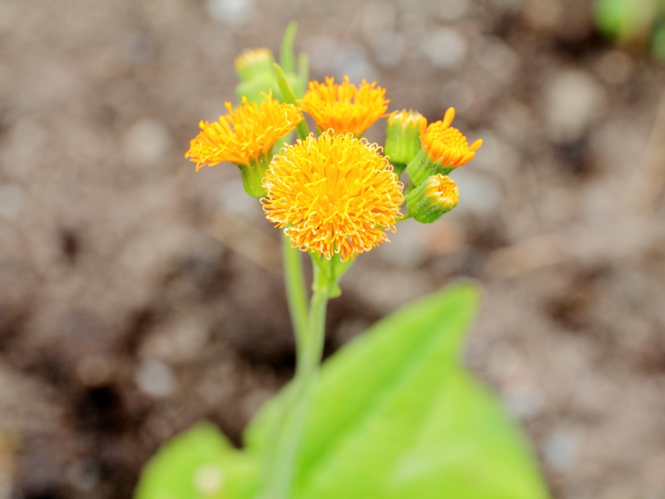 Emilia coccinea