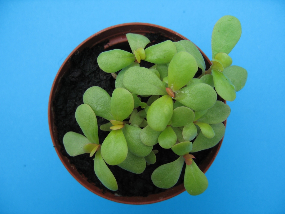 Portulaca oleracea sativa