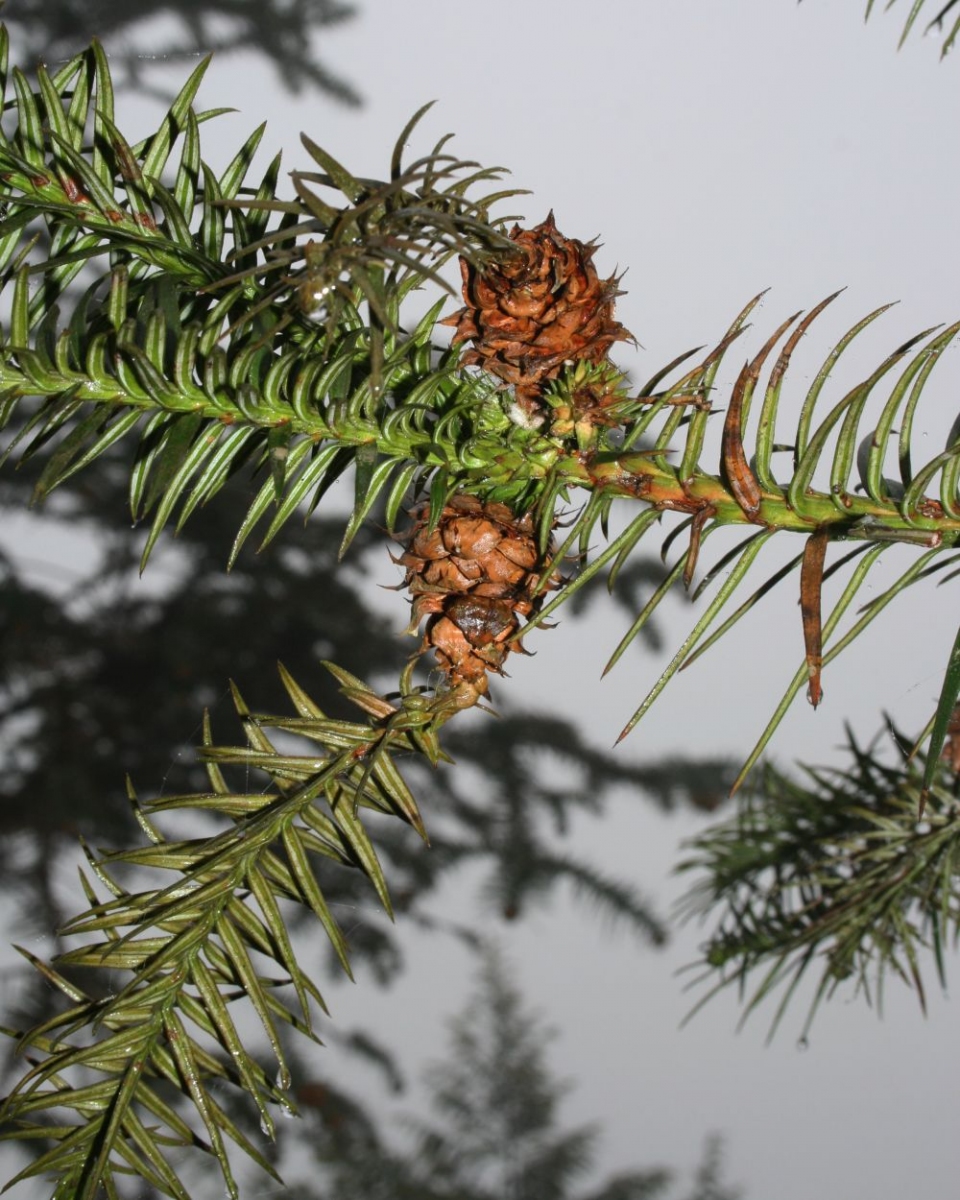 Cunninghamia lanceolata