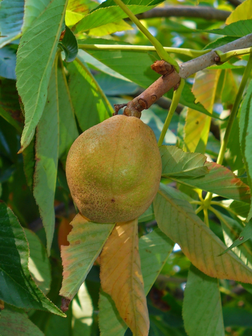 Aesculus glabra