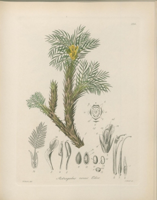 Astragalus verus