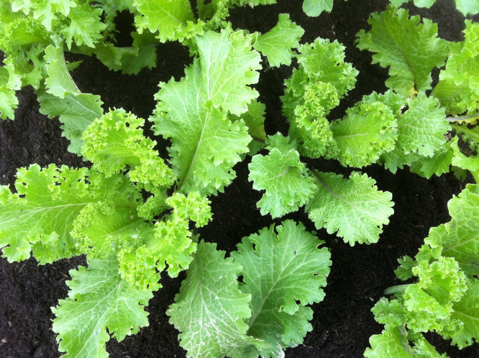 Brassica juncea integrifolia crispifolia