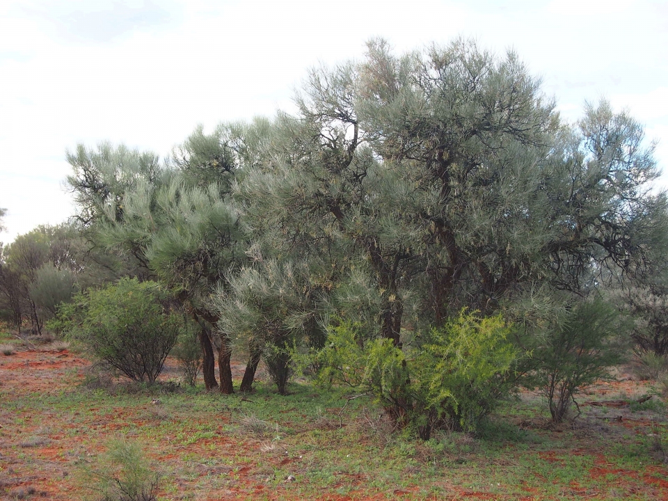 Hakea lorea