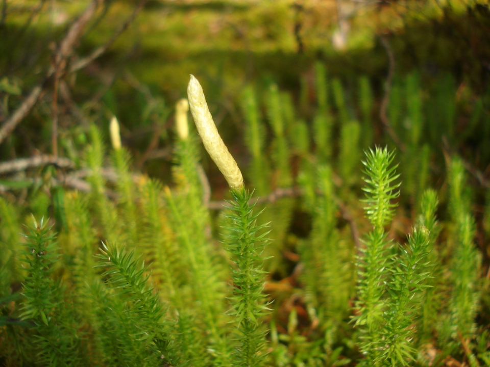 Lycopodium clavatum