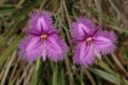 Thysanotus tuberosus