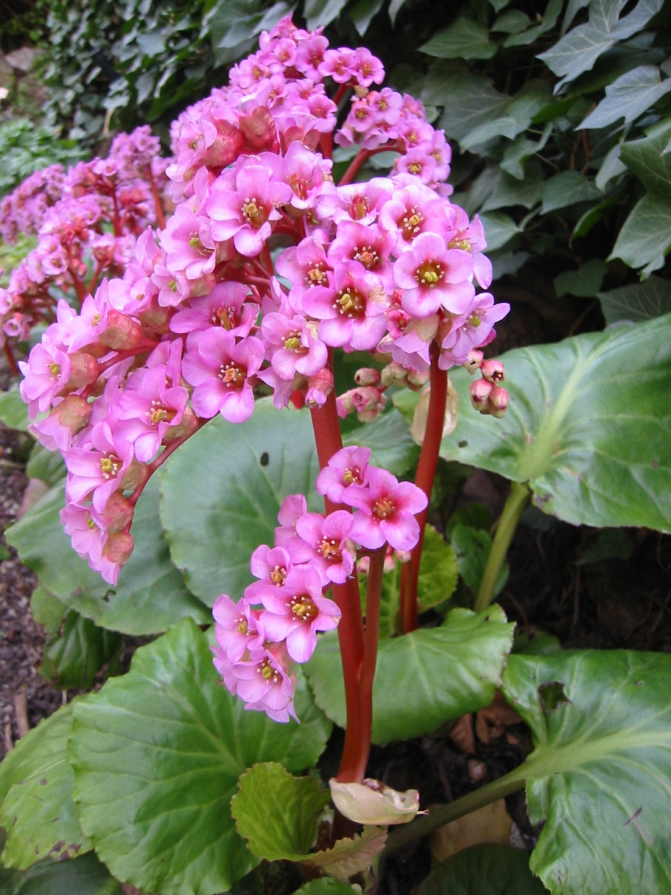 Bergenia purpurascens