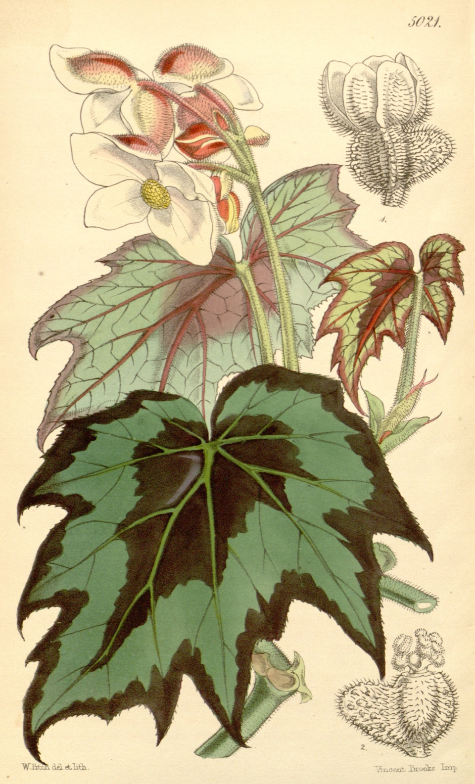 Begonia palmata