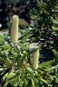 Banksia aemula