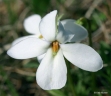 Viola pedata