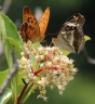 Viburnum odoratissimum