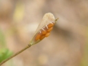 Capsella bursa-pastoris