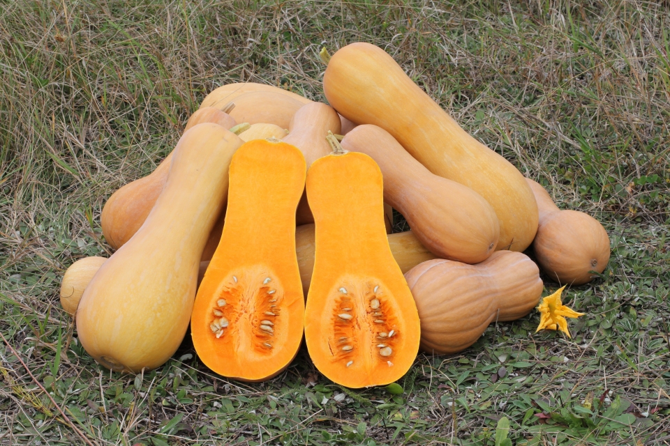 Cucurbita moschata