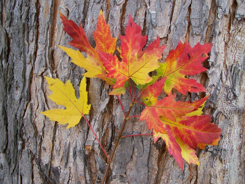 Acer saccharinum